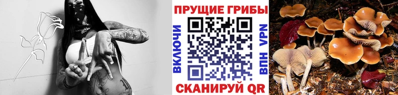 где купить наркоту Дегтярск Псилоцибиновые грибы мицелий